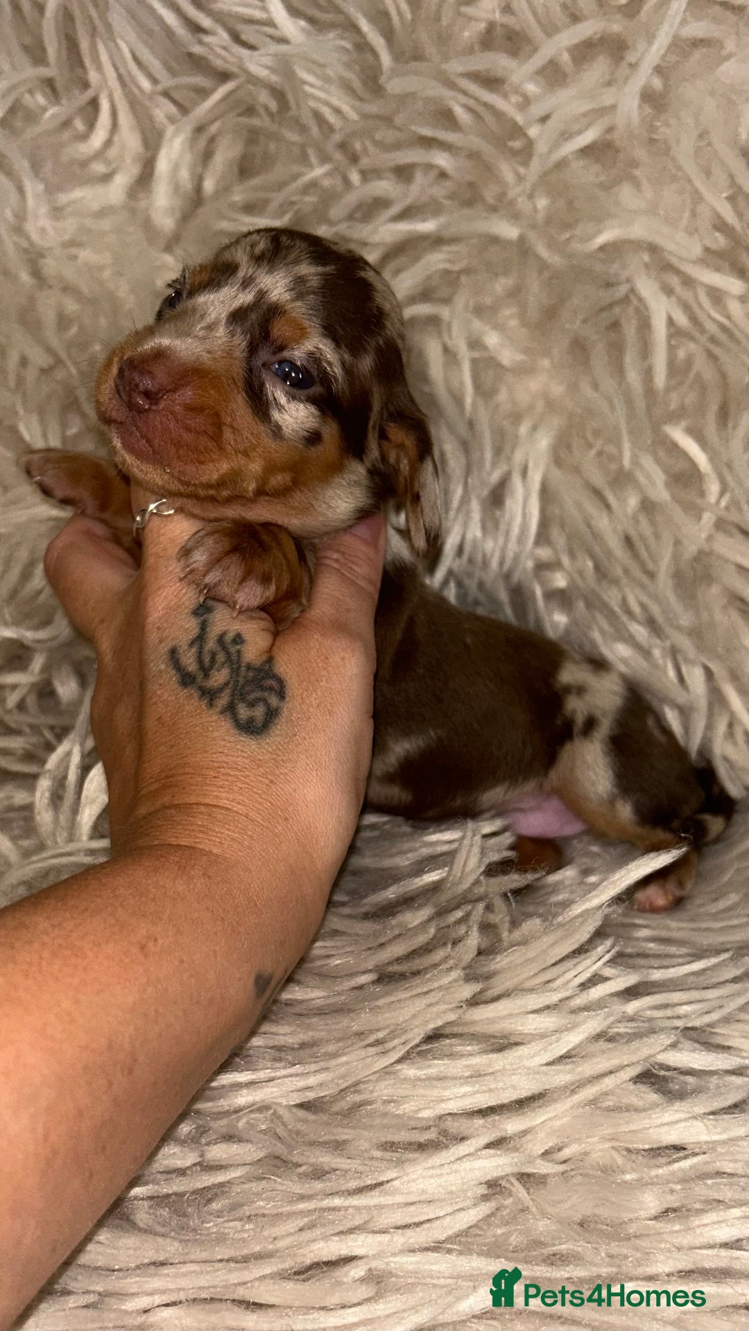 Miniature Dachshund dogs for sale: Kc true miniature dachshund  - Image 8