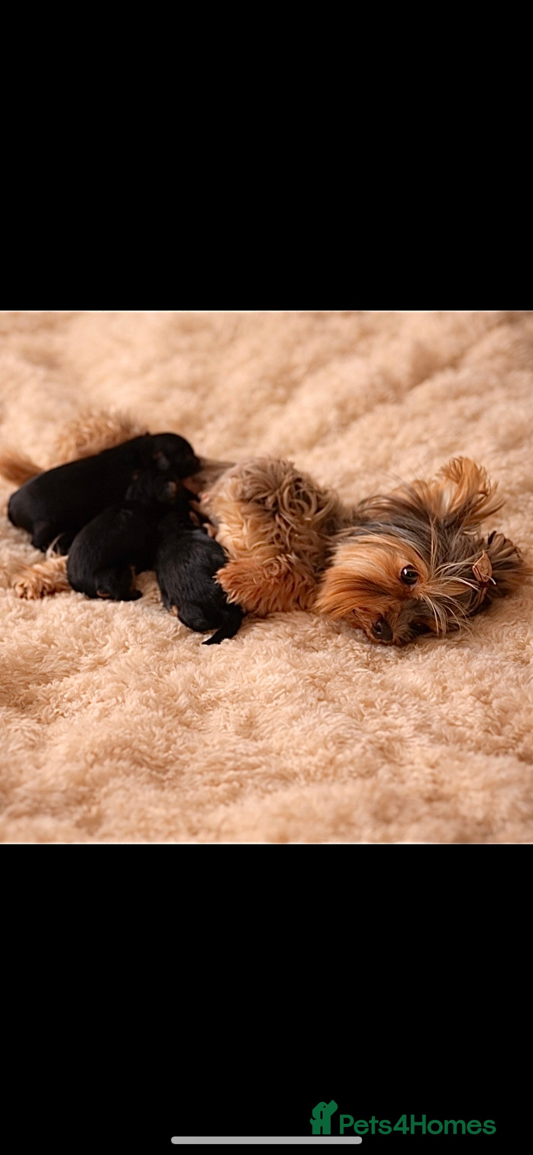 Yorkshire Terrier dogs for sale: ❣️❣️❣️ Miniature Yorkshire Terriers – 4 Boys ❣️❣️ - Advert 7