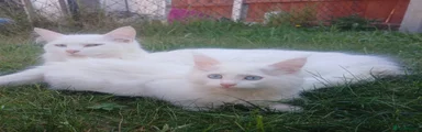 Mixed Breed Kitten 1