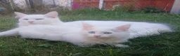 Mixed Breed cats for sale: Adorable playful kittens ready for loving homes - Advert 2