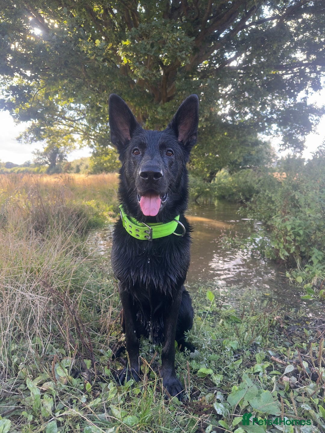 German Shepherd dogs for stud: German Shepherd *STUD* - Image 3