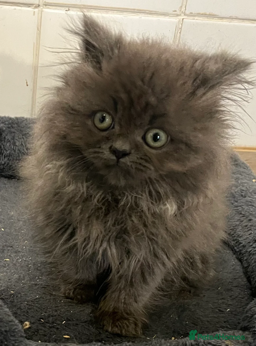 Persian cats for sale: Persian x Turkish Angora  - Advert 2