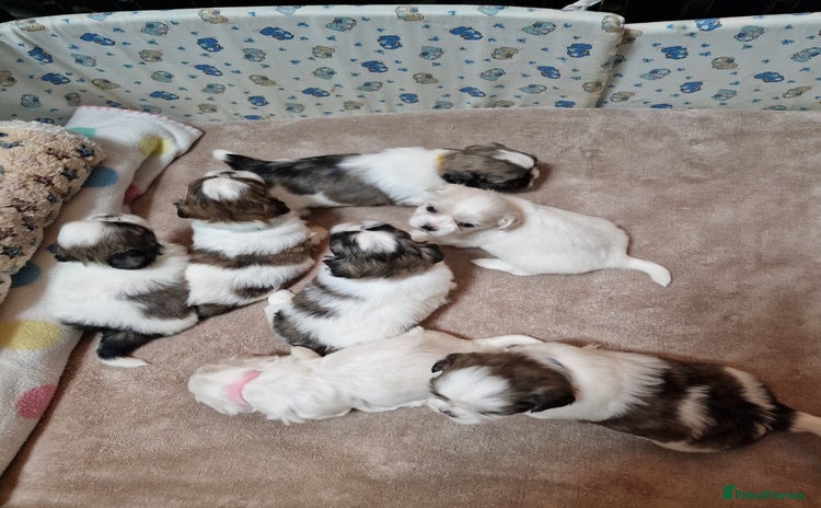 Shih Tzu dogs Meet Our Gorgeous Shih Tzu Puppies!  - Advert 4