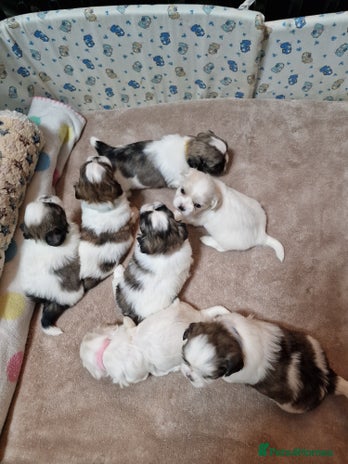 Shih Tzu dogs Meet Our Gorgeous Shih Tzu Puppies! - Advert 4