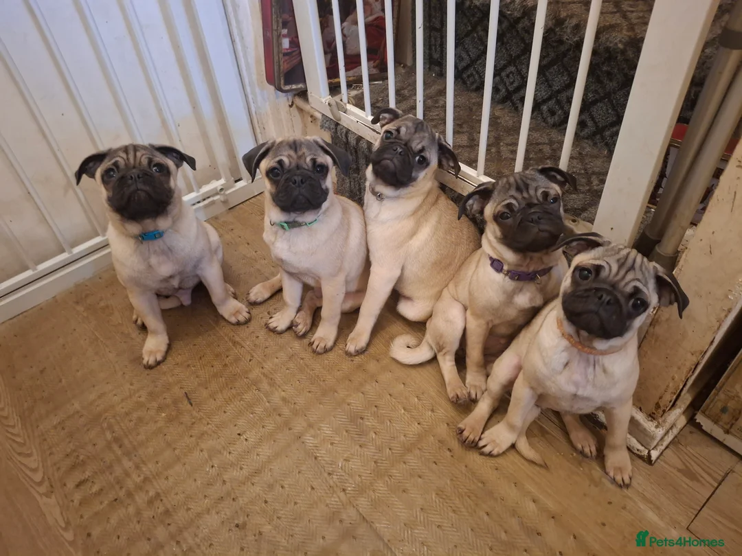 Pug dogs for sale: Lovely pug pups for sale - Advert 3