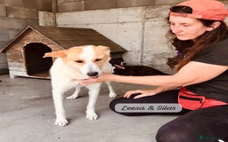 Mixed Breed dogs for adoption: Silas. 4 yrs approx. Available for adoption. in Brixham - Image 10
