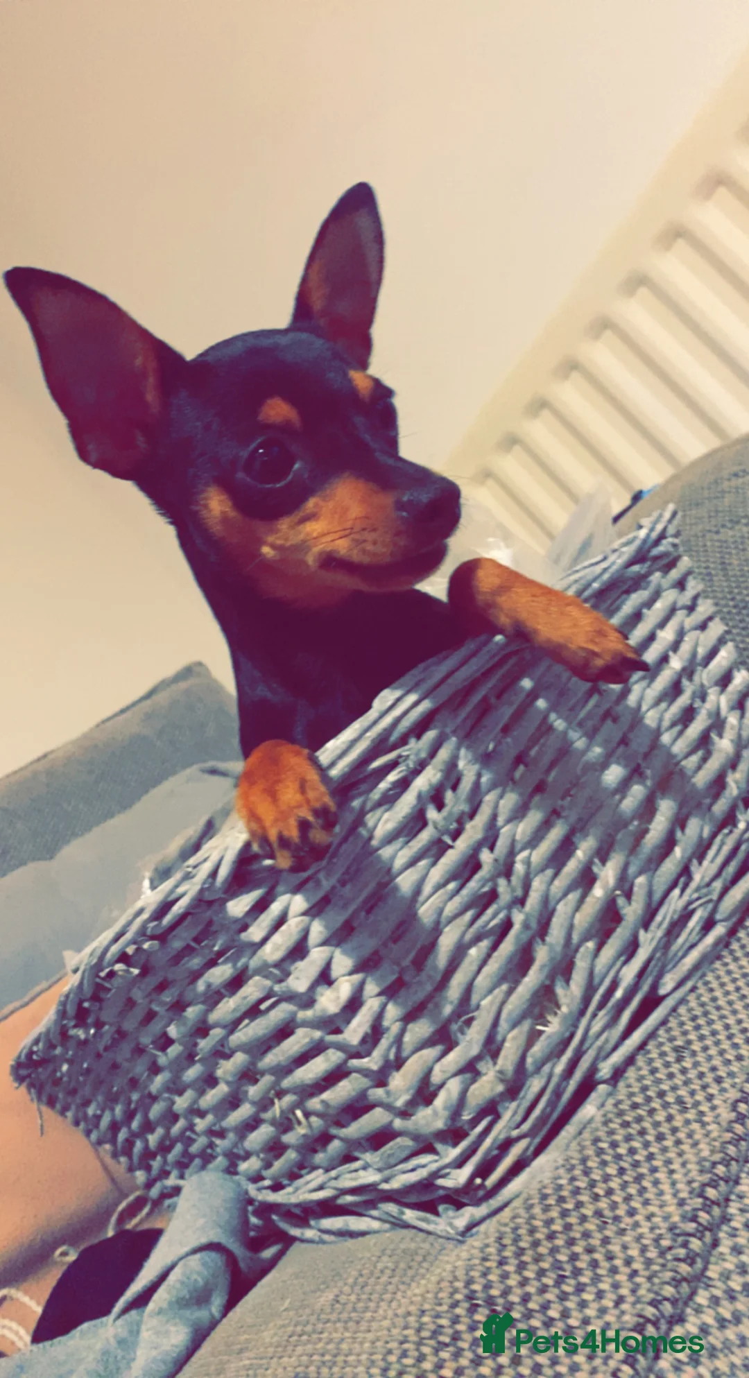 Miniature Pinscher dogs for sale: Female KC Min Pin  - Advert 2