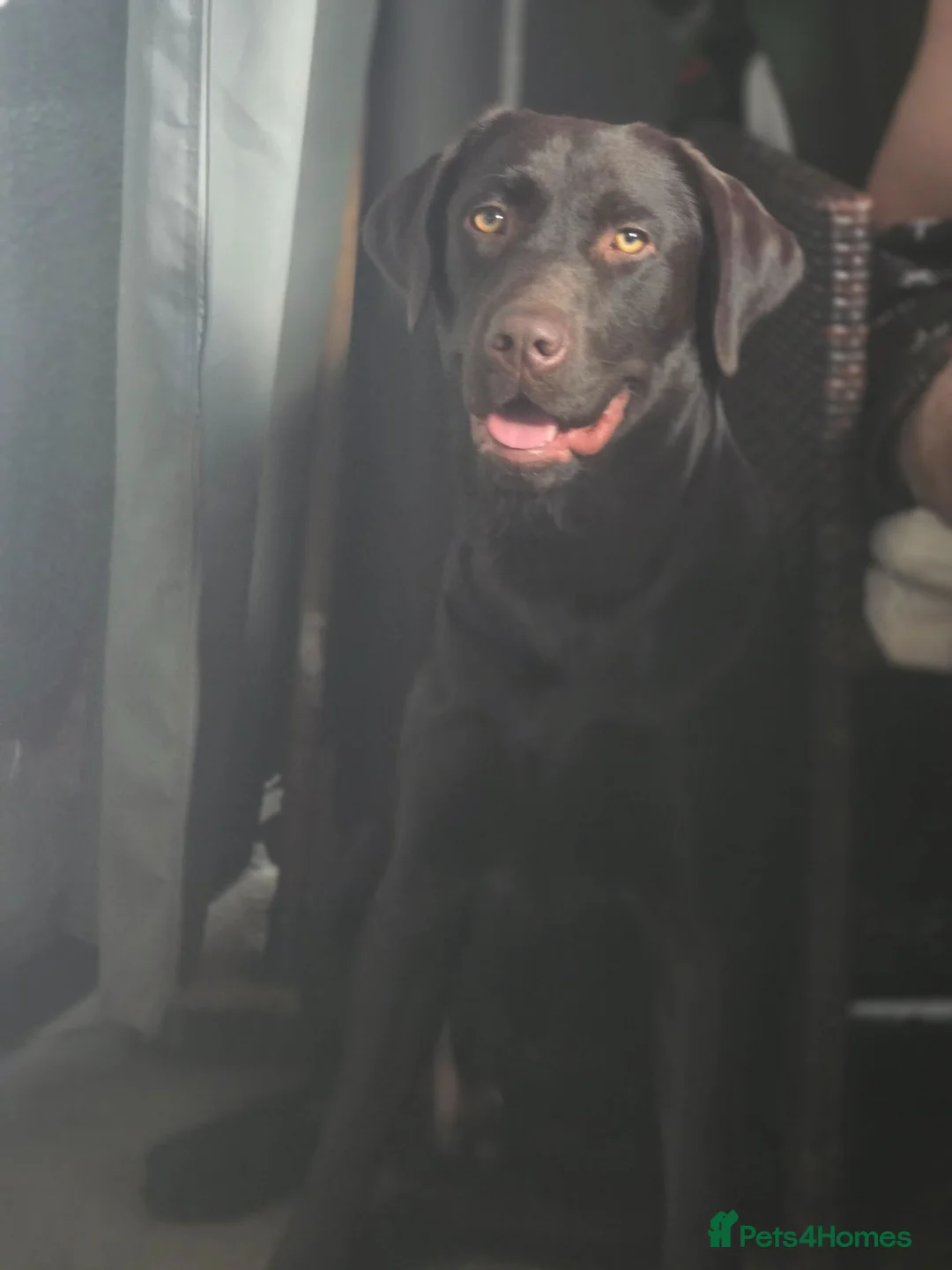 Labrador Retriever dogs for stud: For stud  - Advert 2