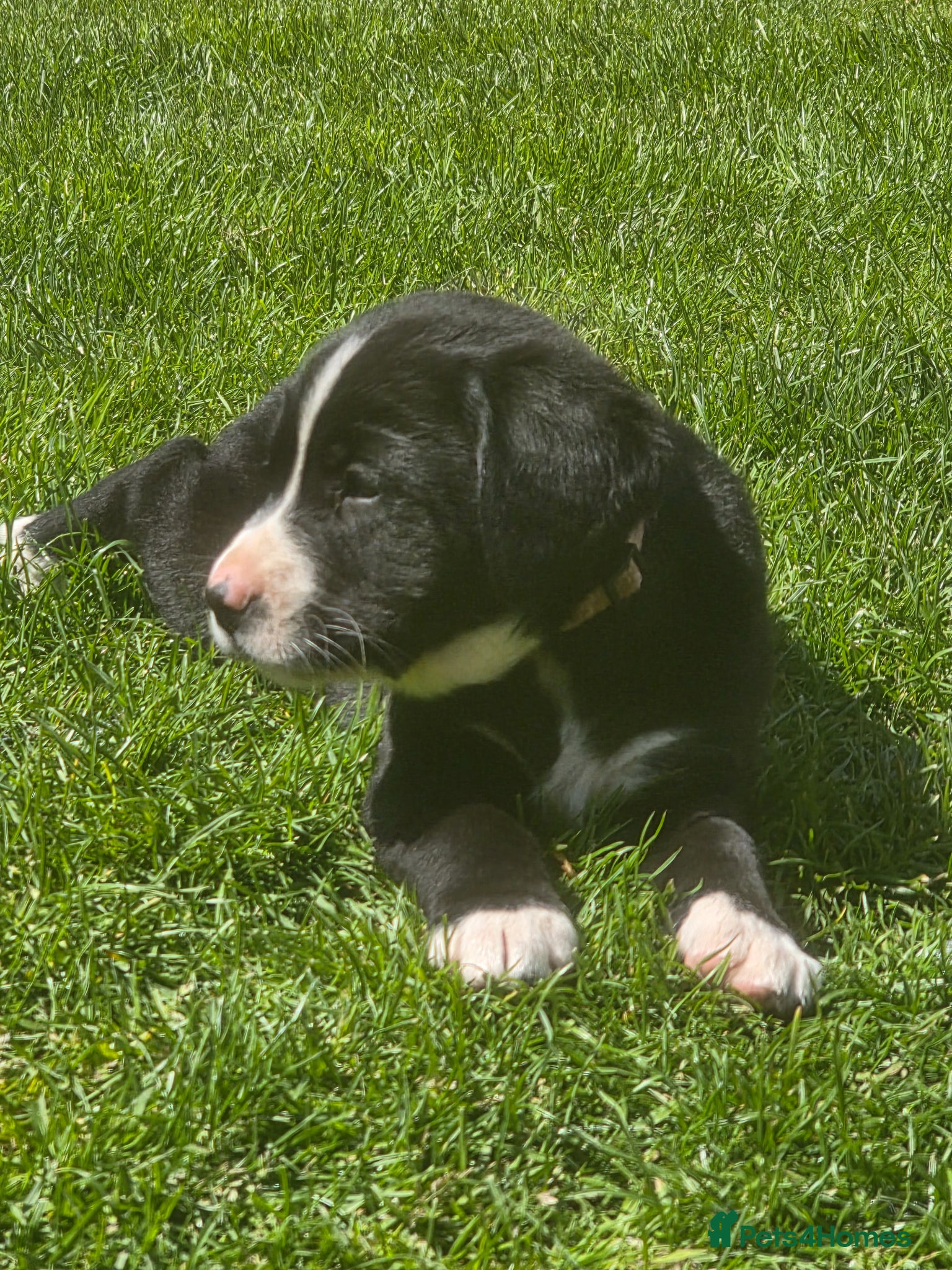 Mixed Breed dogs for sale: Labernese F1 Puppies - Advert 2