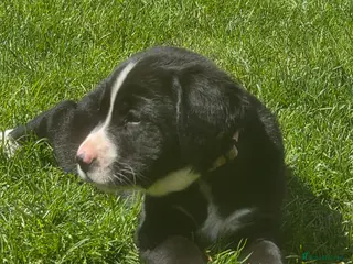 Mixed Breed dogs for sale: Labernese F1 Puppies - Advert 2