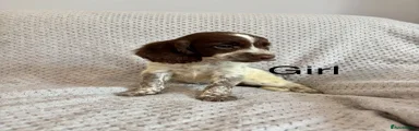Cocker Spaniel 6