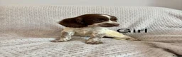 Cocker Spaniel dogs for sale: Cocker Spaniel Puppies Ready Now - Advert 16
