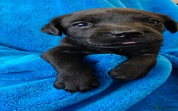 Labrador Retriever dogs for sale: Stunning KC registered fully health tested puppies - Image 12