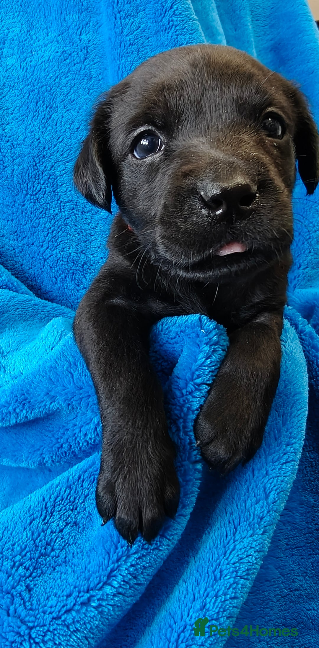 Labrador Retriever dogs for sale: Stunning KC registered fully health tested puppies - Image 12