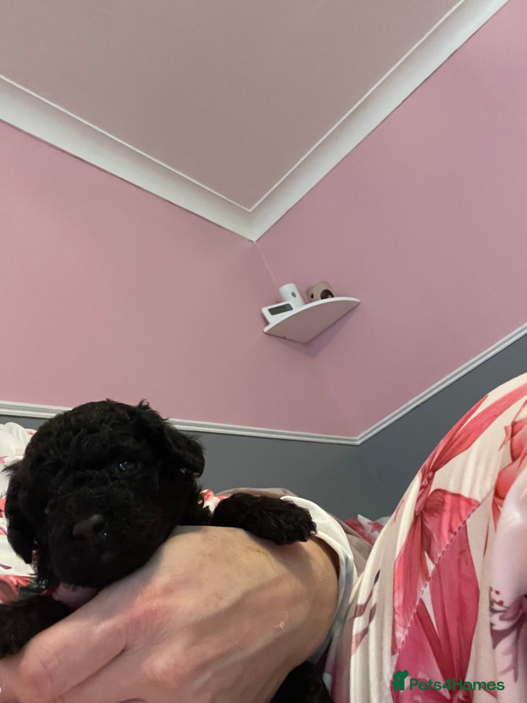 Toy Poodle dogs for sale: Stunning toy poodle puppies - Advert 16