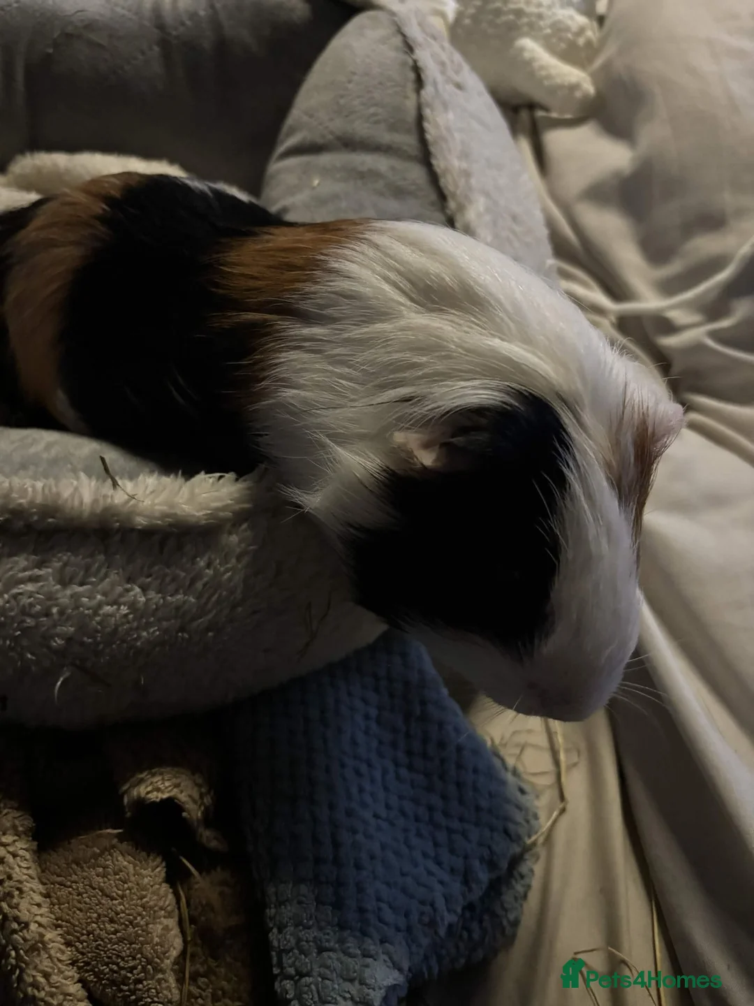 Guinea Pig rodents for sale: sweet boy needs a new home in Rochdale - Advert 2