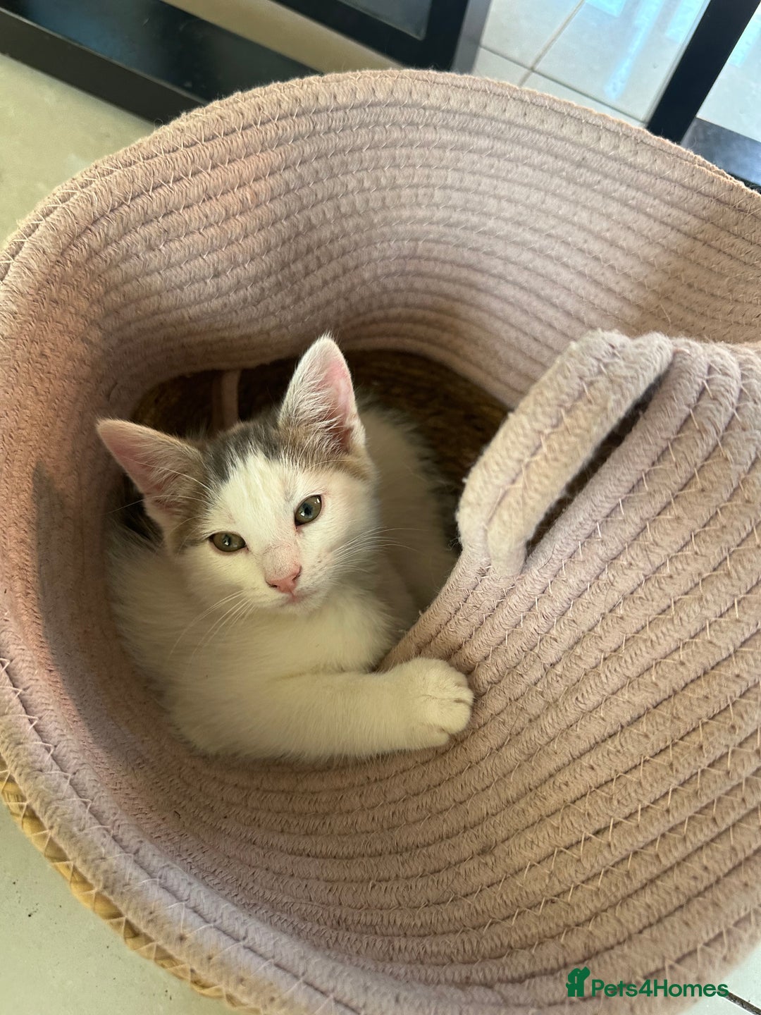 Mixed Breed cats for sale: READY NOW- 2 F Left. Beautiful Natures in Northampton - Image 18