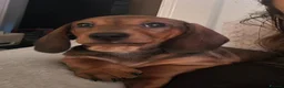 Dachshund dogs for sale: 1 Beautiful little boy left .  - Advert 5