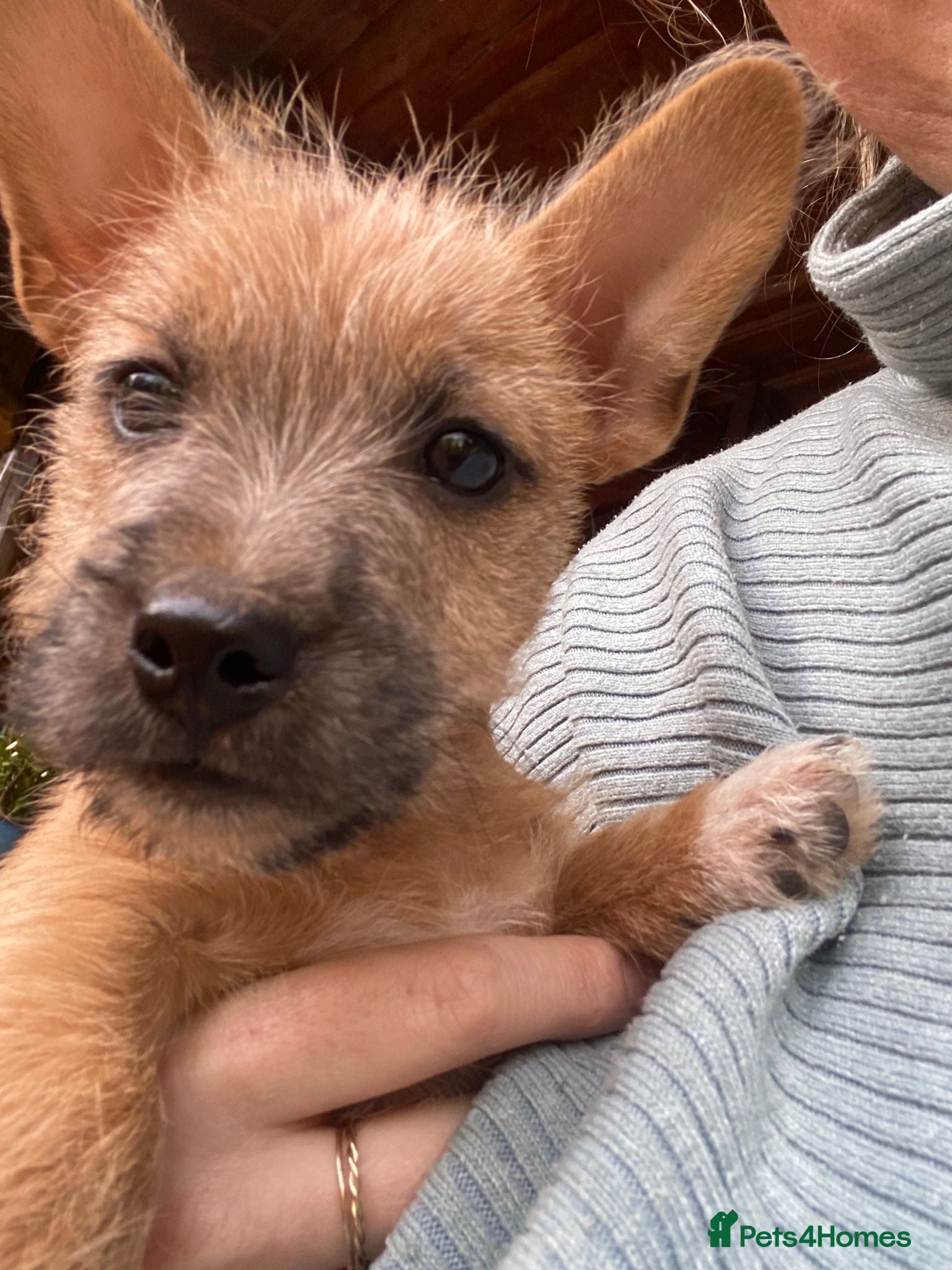 Jack Russell dogs Jack Russell Puppys for sale - Advert 4