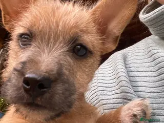 Jack Russell dogs Jack Russell Puppys for sale - Advert 4