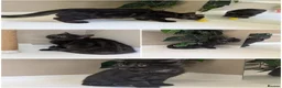 British Shorthair cats for sale: 🌟Super Rare Litter!!🌟Pedigree British Shorthairs - Advert 2