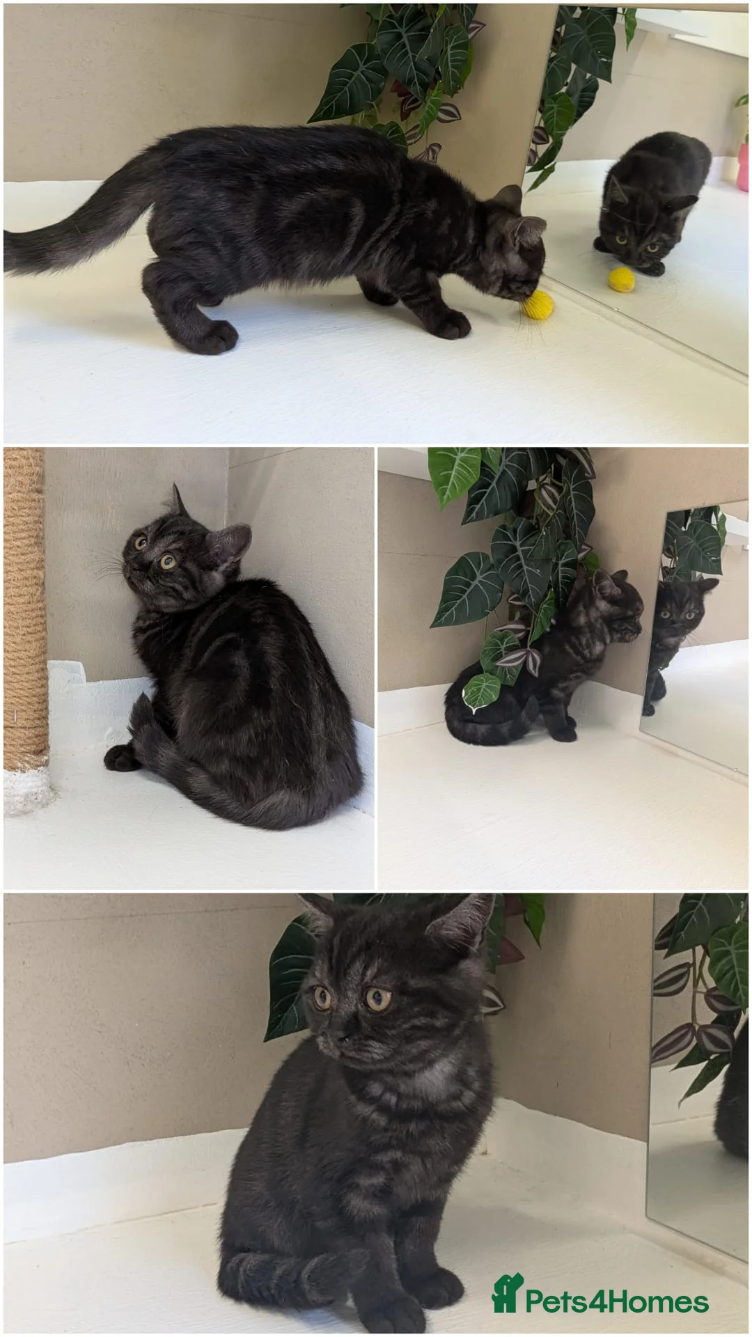 British Shorthair cats for sale: 🌟Super Rare Litter!!🌟Pedigree British Shorthairs - Advert 2