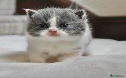 British Shorthair cats for sale: Beautiful Blue tortie & white British shorthair - Image 5
