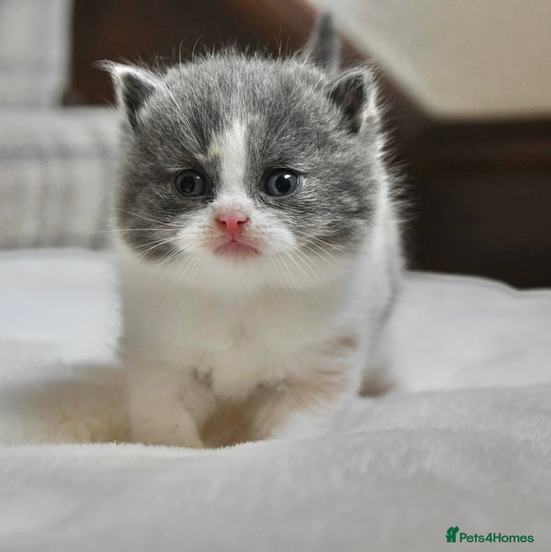 British Shorthair cats for sale: Beautiful Blue tortie & white British shorthair - Image 5