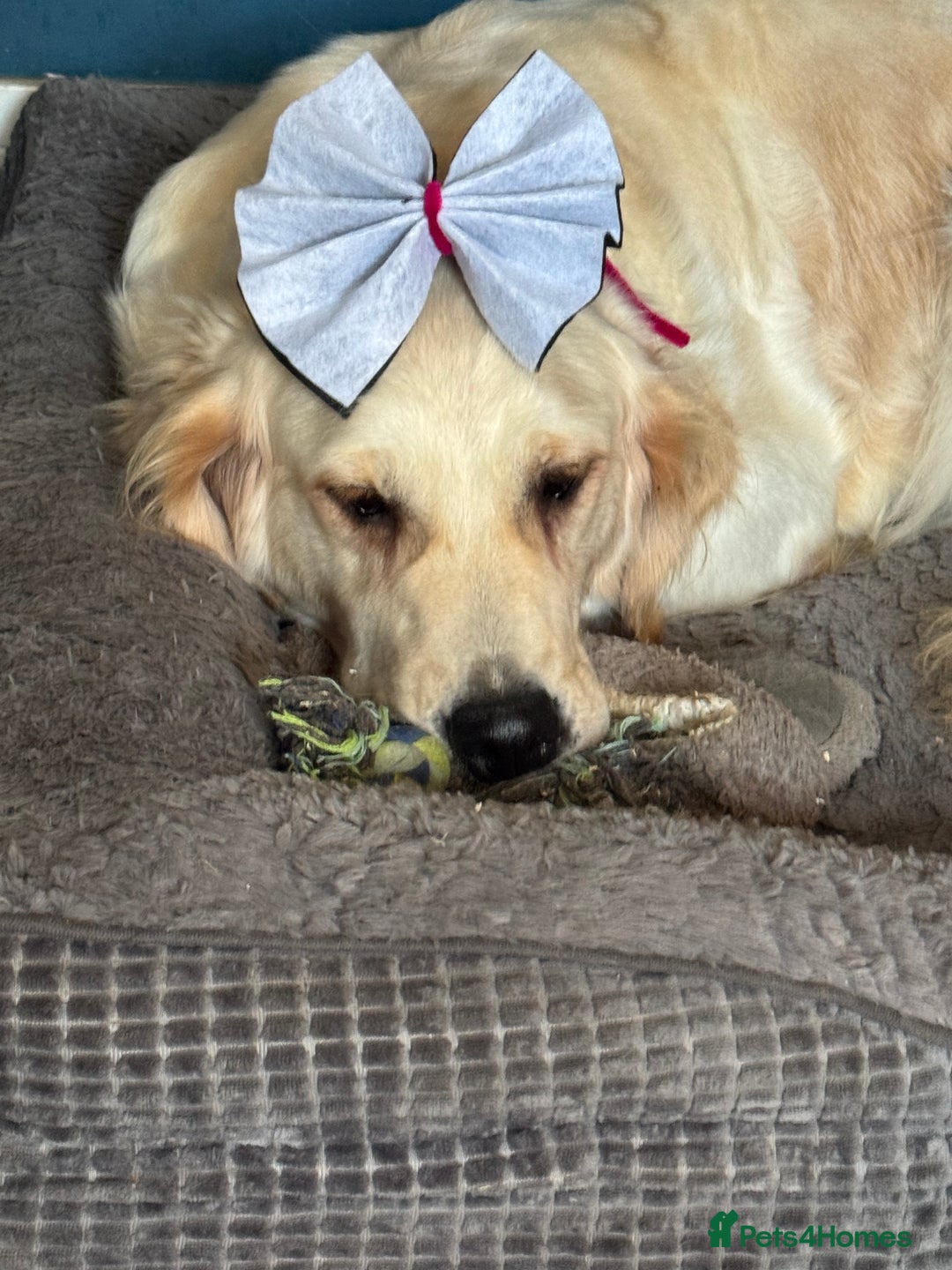 Golden Retriever dogs for sale: 7 beautiful Golden Retriever puppies  - Image 17