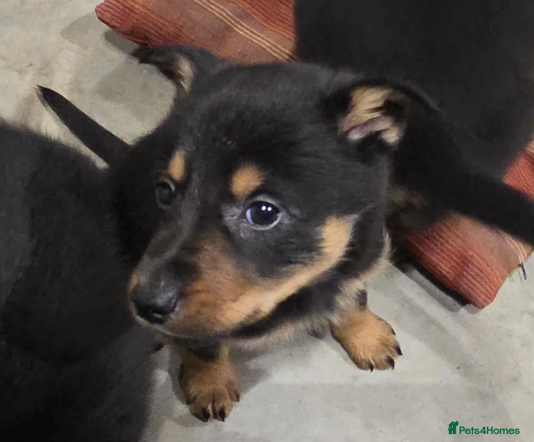 Mixed Breed dogs for sale: Beautiful Black & Tan and Brown & Tan Kelpie cross - Advert 6