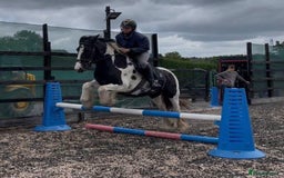 Irish Cob horses for sale: 14.2hh 5yo Black and white cob mare ride  - Image 4