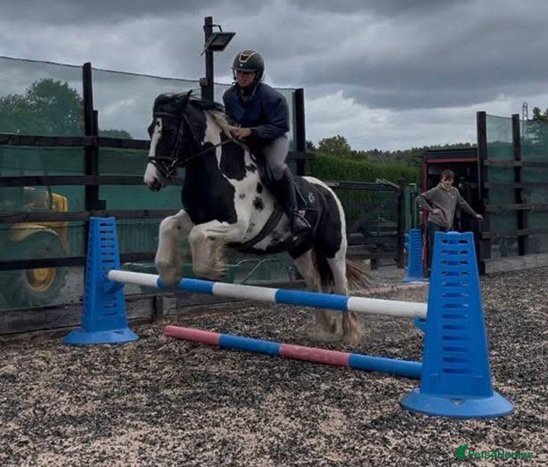 Irish Cob horses for sale: 14.2hh 5yo Black and white cob mare ride  - Image 4
