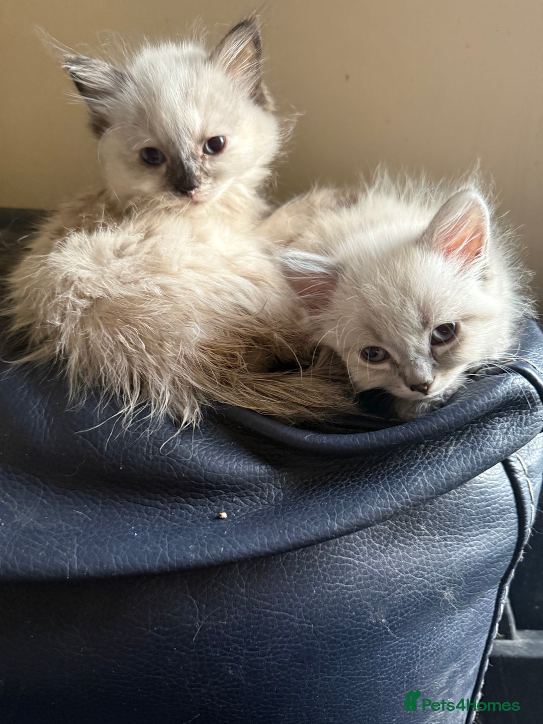 Ragdoll cats for sale: ADORABLE RAGDOLL KITTENS - READY NOW - Image 24