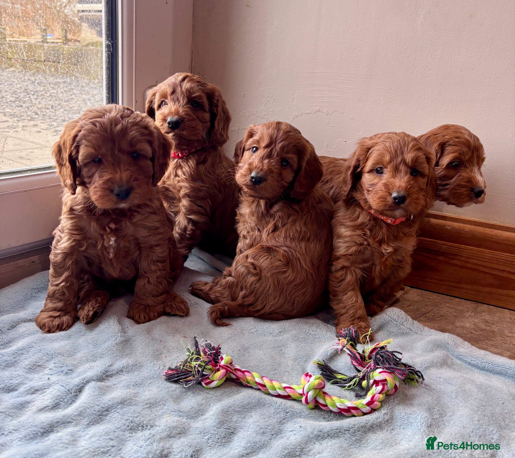 Cockapoo dogs 🐾 6 lovely Red F1 Cockapoo puppies 🐾 - Advert 5