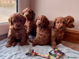 Cockapoo dogs 🐾 6 lovely Red F1 Cockapoo puppies 🐾 - Advert 5