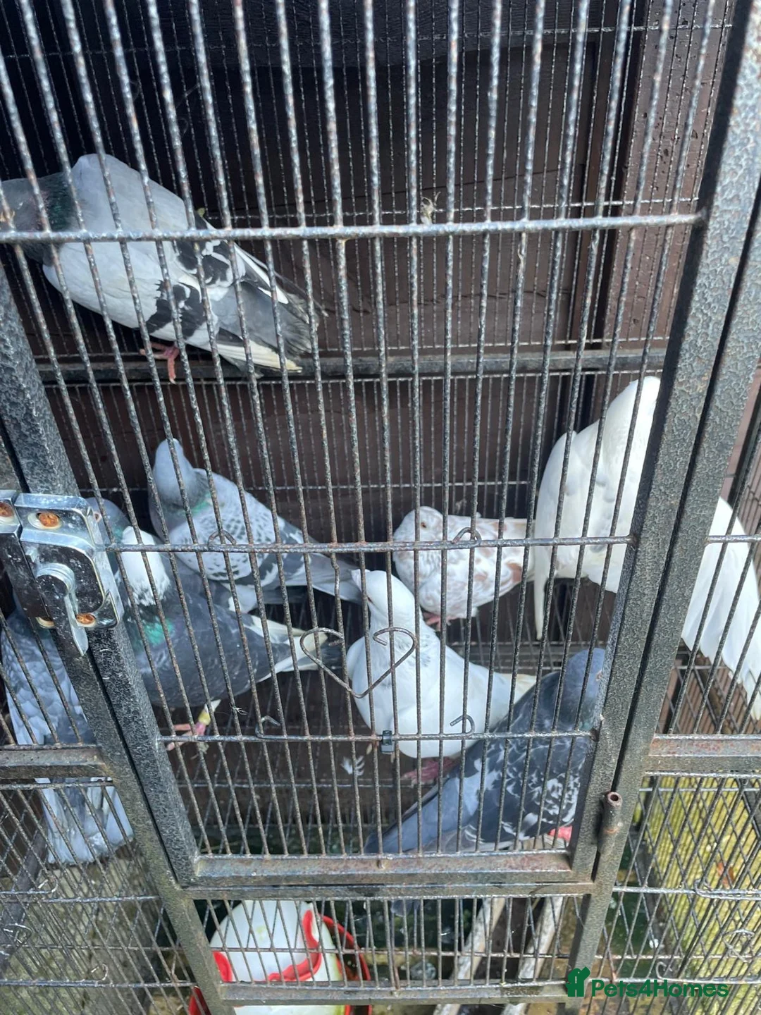 Pigeons birds for sale: Pigeons  in Brighton - Advert 2