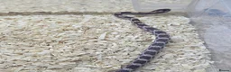 Corn Snake reptiles for sale: Corn snake  in Leicester - Advert 10