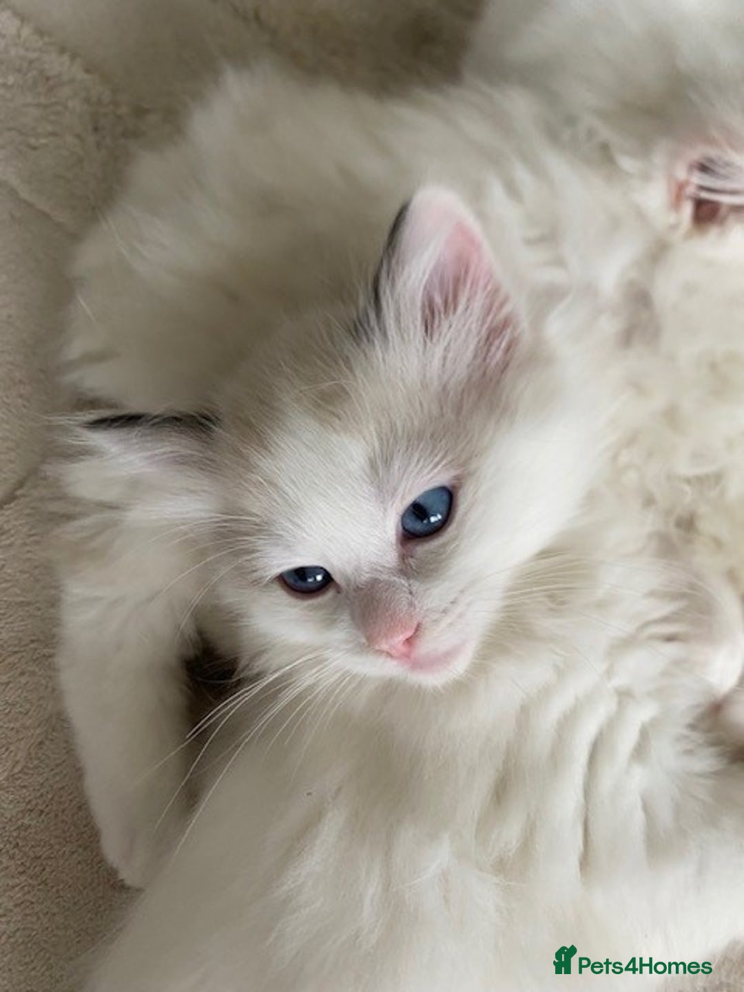 Ragdoll cats for sale: TICA REGISTERED PUREBRED RAGDOLL KITTENS AVAILABLE - Advert 12