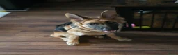 German Shepherd dogs for sale: Gorgeous Female German Shepherd Puppy  - Advert 3