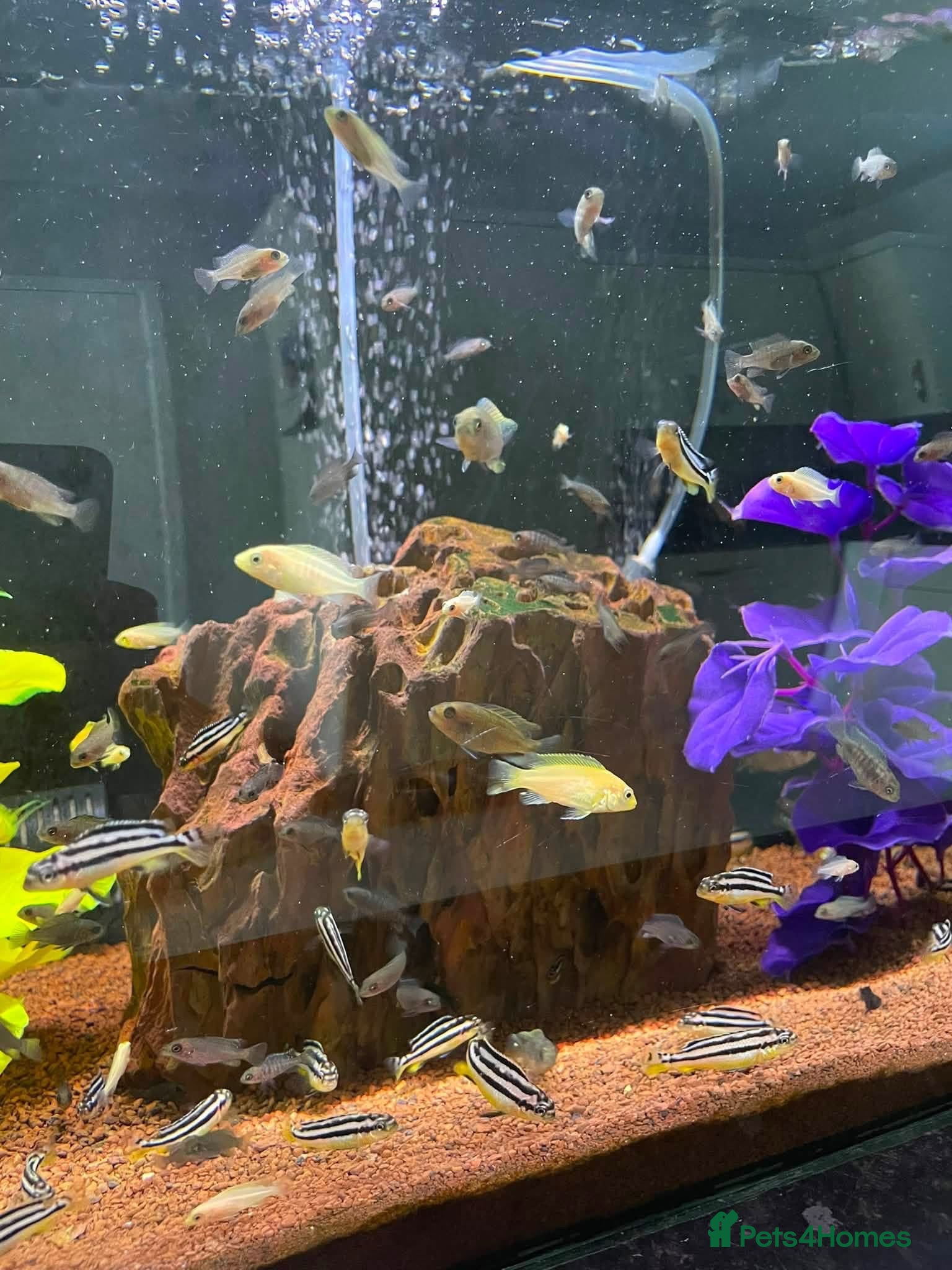 Cichlids fish african cichlids  - Advert 9