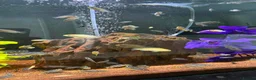 Cichlids fish for sale: african cichlids  in Barnsley - Advert 1