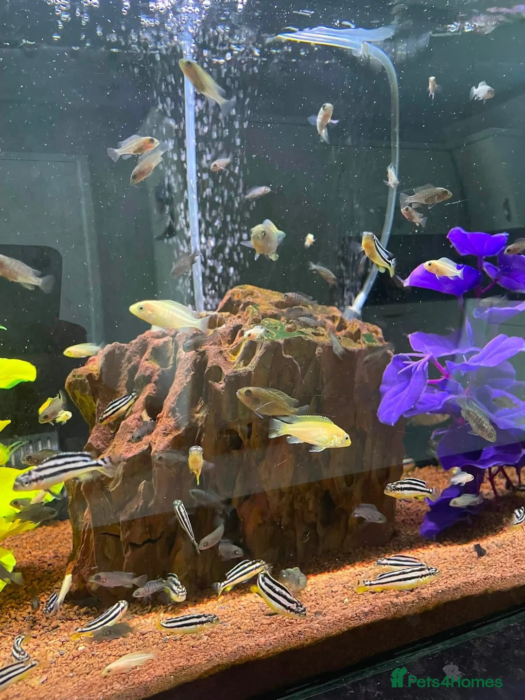Cichlids fish for sale: african cichlids  in Barnsley - Advert 1