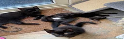 Domestic Shorthair cats for sale: 3 Adorable Kittens Looking for Lovely Homes - Advert 6