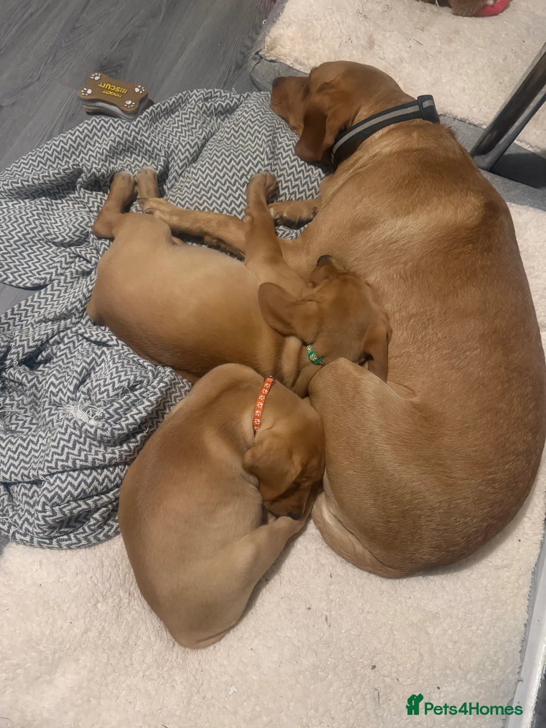 Labrador Retriever dogs for sale: Labradors ready to leave now!! - Advert 8