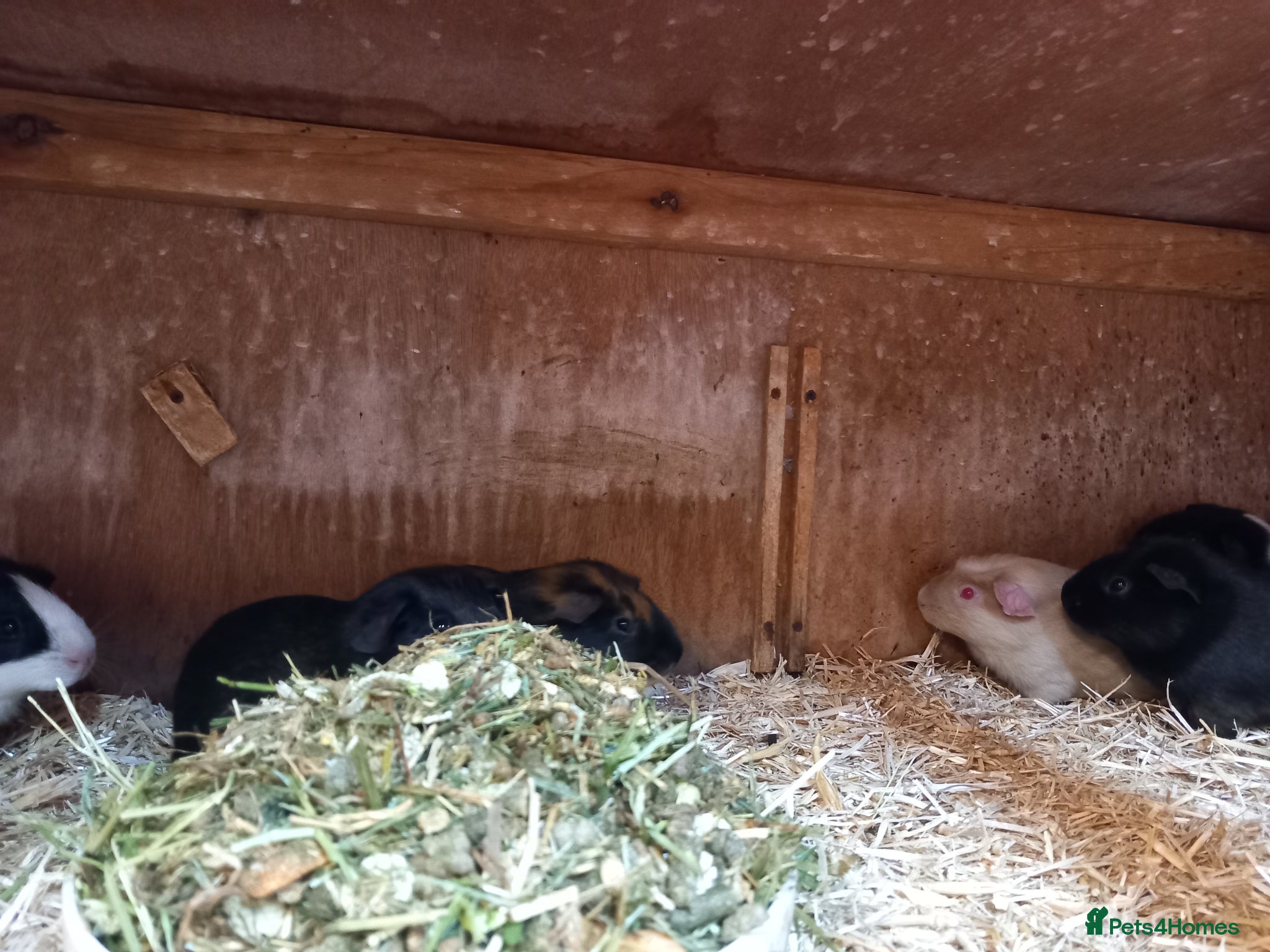 Guinea Pig rodents for sale: Baby guinea pigs for sale  - Advert 4