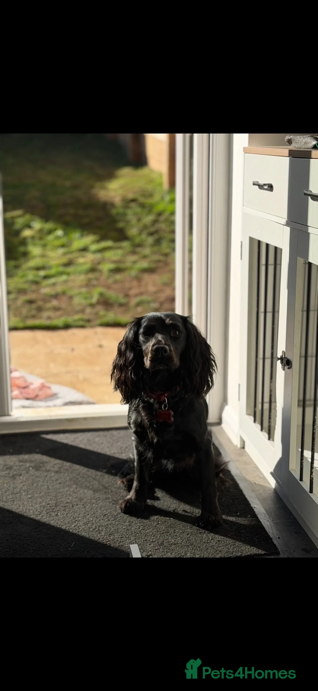Cocker Spaniel dogs for sale: Cocker spaniel  in Buckingham - Advert 1