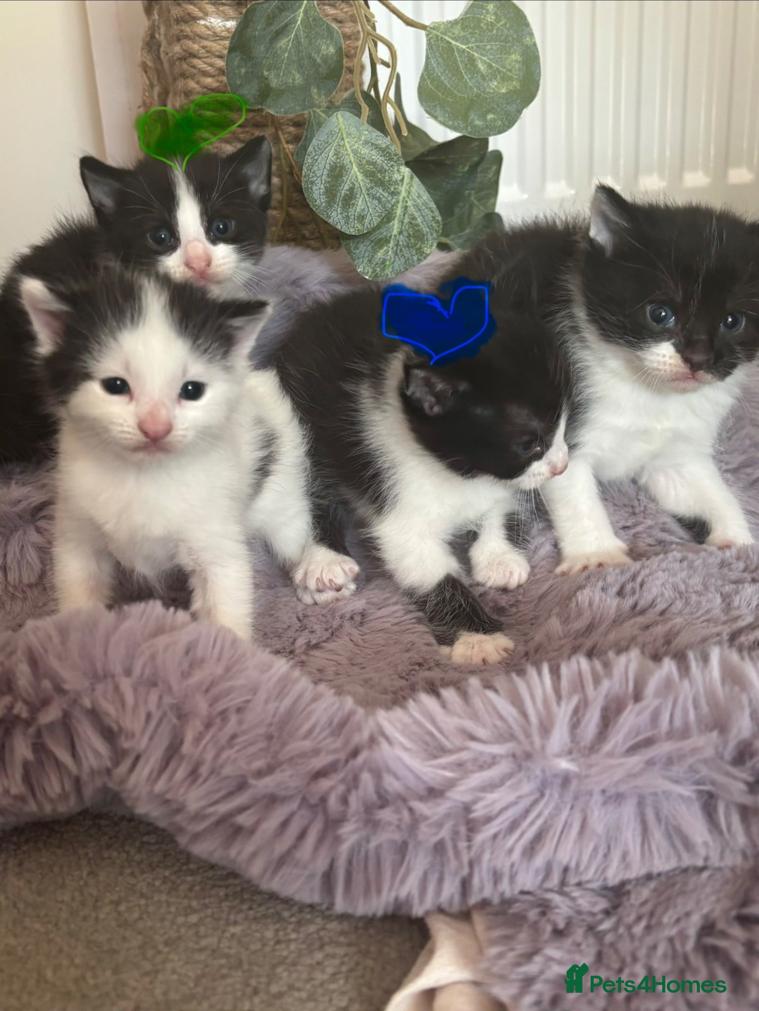 Mixed Breed cats Fluffy black and white kittens  - Advert 4
