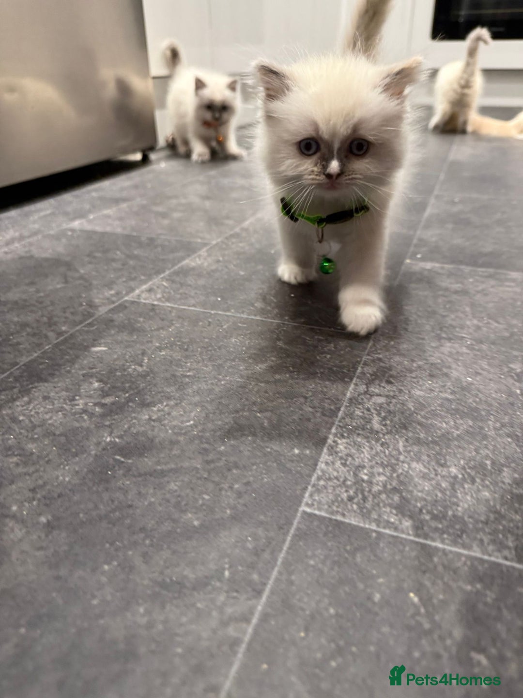 Ragdoll cats for sale: Adorable Pure Ragdoll Kittens - Advert 23