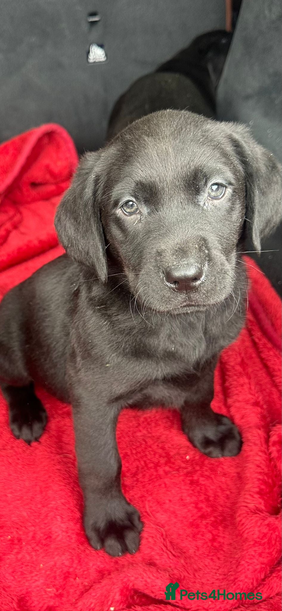 Labrador Retriever dogs Gorgeous Black and rare Charcoal Labrador Puppies - Advert 1