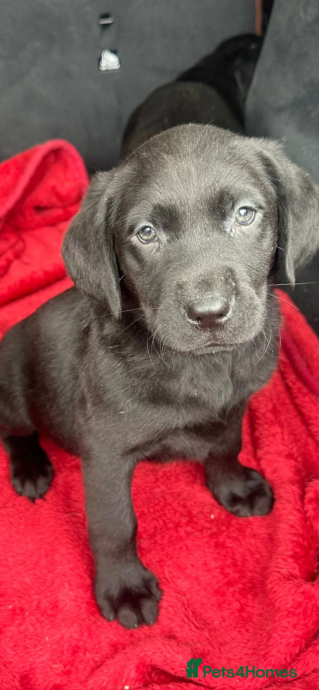 Labrador Retriever dogs for sale: Gorgeous Black / Charcoal Labrador Puppies in Dollar - Advert 29